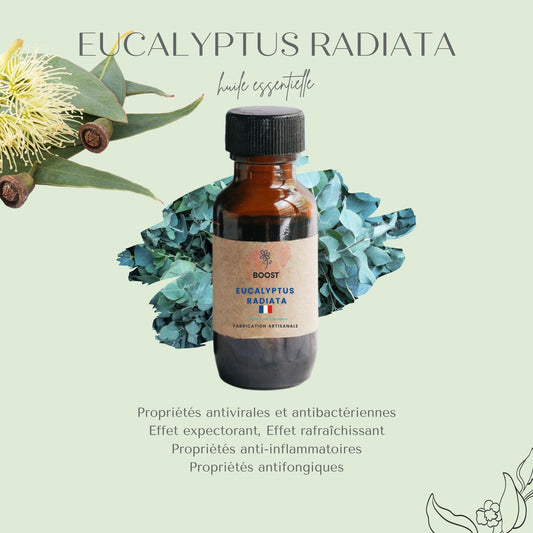 Huile essentielle de Eucalyptus Radiata